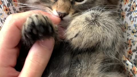Beautiful cat playing with human