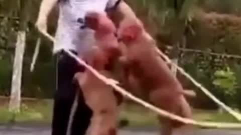 dogs can dance