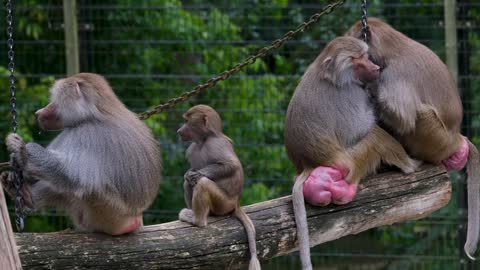monkey baboon family