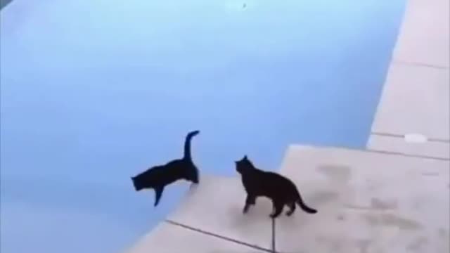 ❤️😹 Funniest Animals 😹 - Best Of 🙊❤️ Funny Animal Videos Ep 42 #Shorts#Pets ❤️