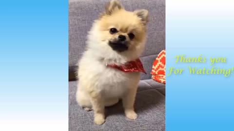 Cute Pets And Funny Animals Video. 10 minute video