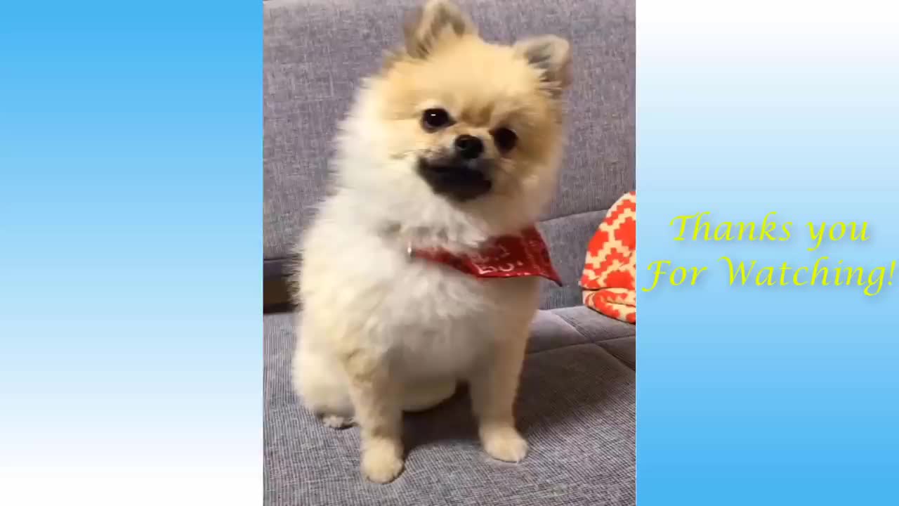 Cute Pets And Funny Animals Video. 10 minute video