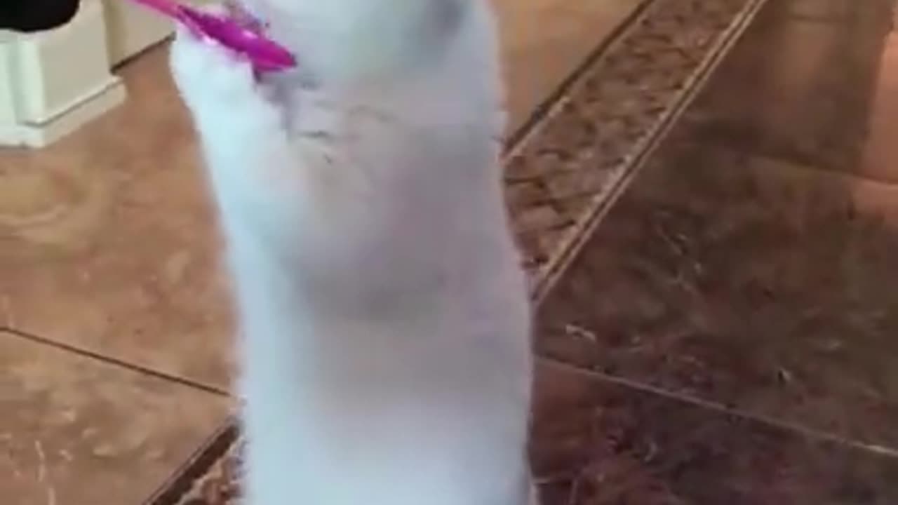 Funny Video_Animals being weird!