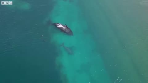 Take a Relaxing Journey Into Patagonia's Wildlife | The Wild Place | BBC Earth