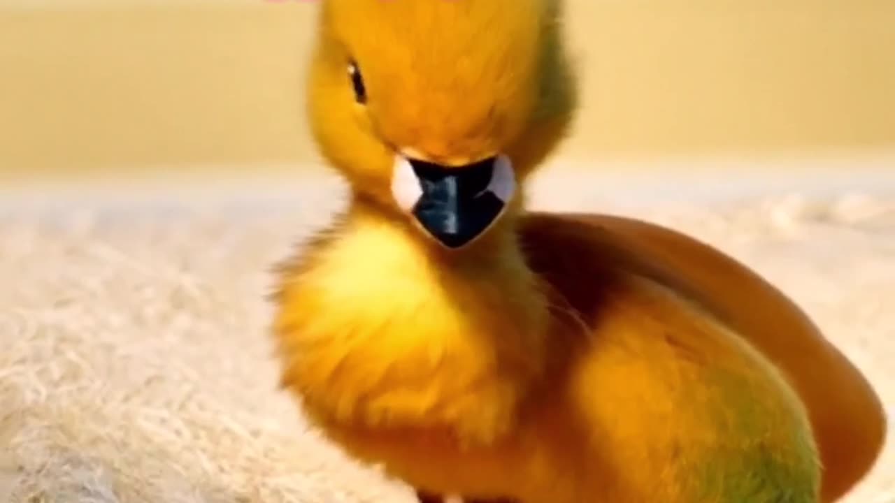 Mango turns into a cute and funny duck