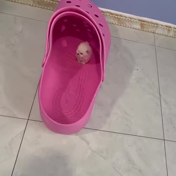 Such a small puppy, would you like to adopt one? #puppy #puppylove #puppytiktok #cutedogSuch