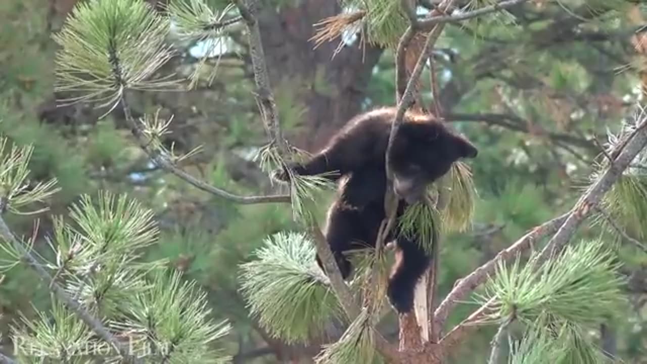 Baby animal relaxing music