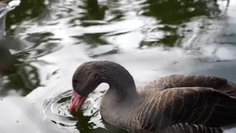 A duck swims