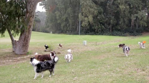 Border Collies - 7259