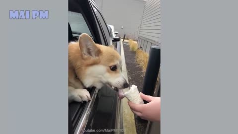 🤣Funny Dog Videos 2020🤣 🐶 It's time to LAUGH with Dog's life