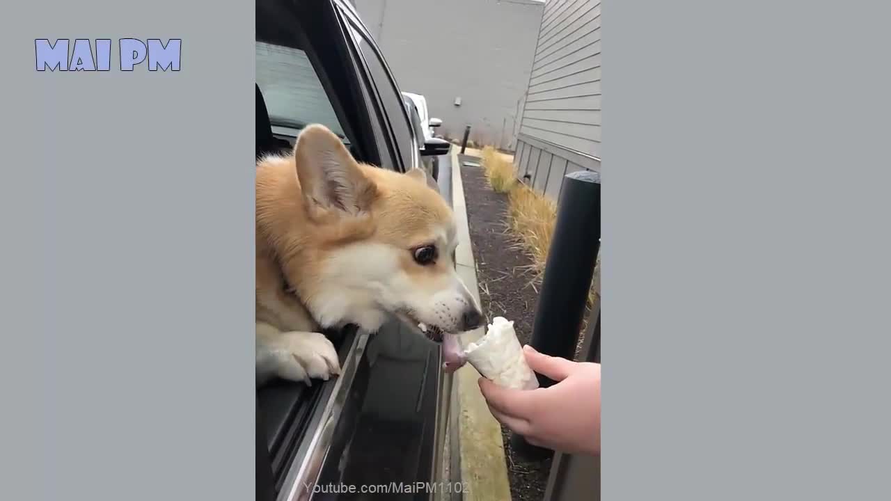 🤣Funny Dog Videos 2020🤣 🐶 It's time to LAUGH with Dog's life