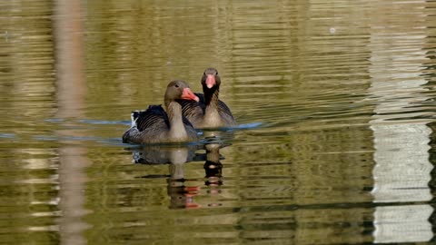 The ducks play in the lake is a nice thing