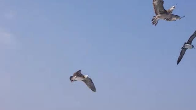 Seagulls fly following a ship