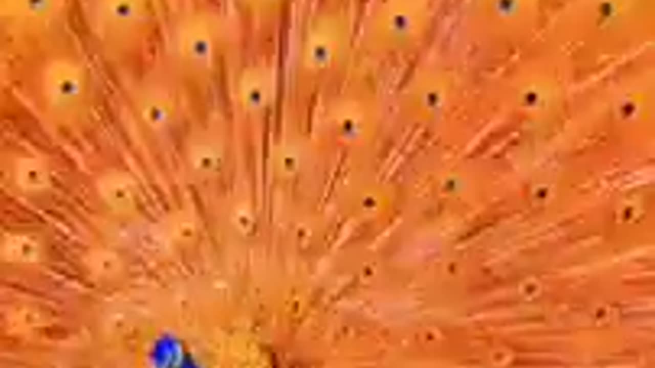 The most beautiful colors of peacocks