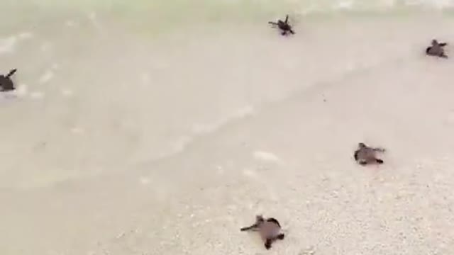 Baby sea turtles racing to the ocean