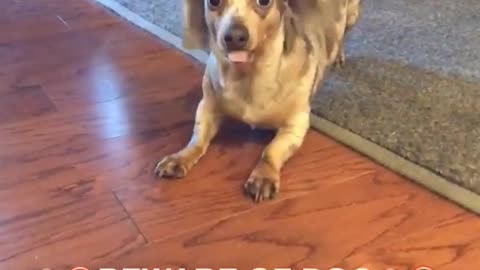 Small spotted dog runs from couch to the floor