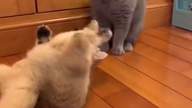 Cute Cat _ Cute Pets Funny Animals Compilation #shorts #328