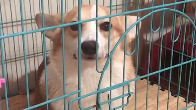 Can't stop laughing animals cats and dogs🐈😺 Cute #65💋🥺