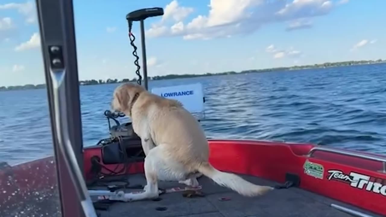 the dog with the portable bathroom