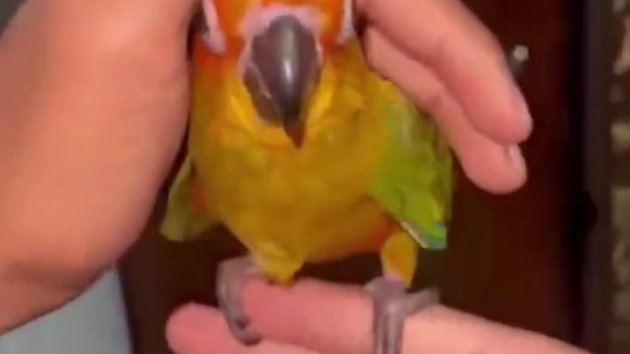 hand teme parrots so beautiful