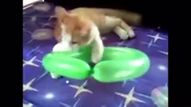 Cat Reaction to playing balloon