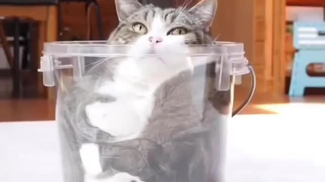 Cat funny video part-54