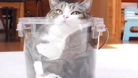 Cat funny video part-54