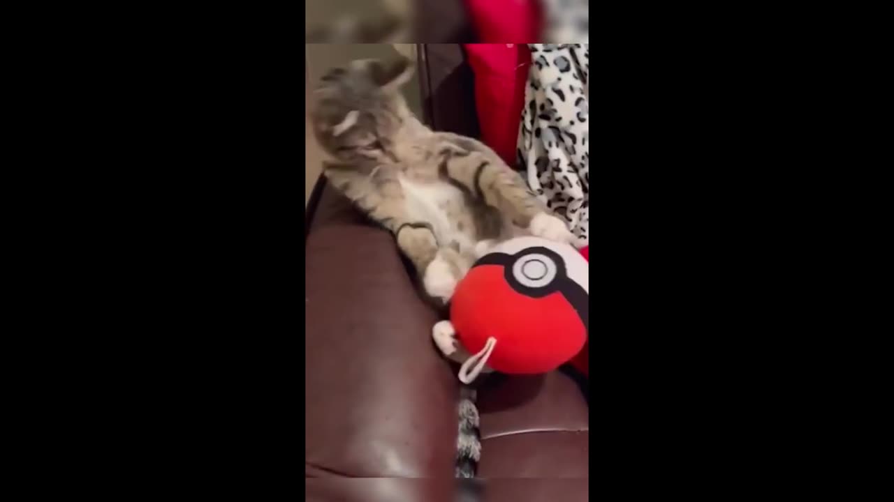 Cats are fearfull but not with dogs!!