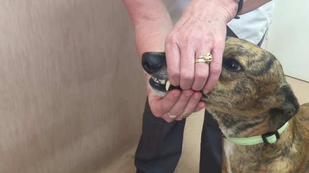 06 Opening a dog_s mouth