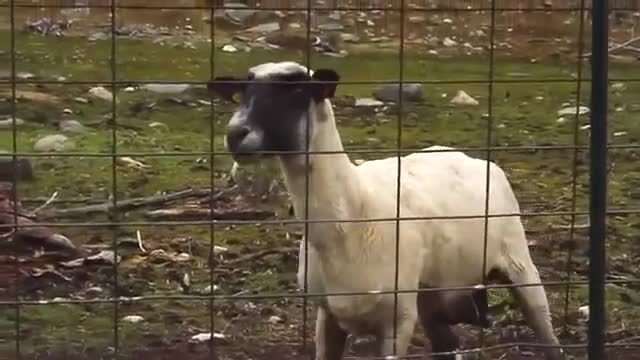 Goat screaming like people