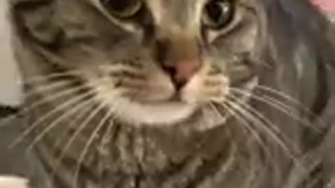Cat is a beautiful and cute animal