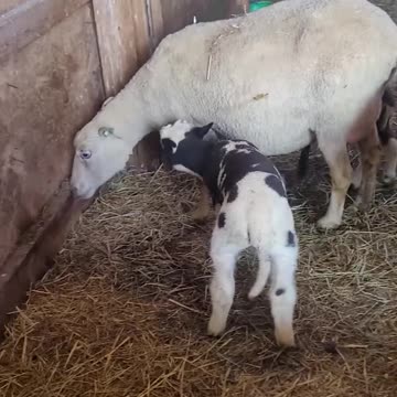 Lambing Diaries 2024 - Dottie and Her Spotted Lamb