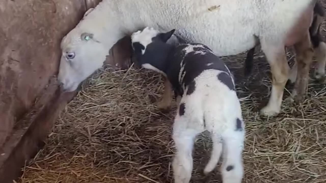 Lambing Diaries 2024 - Dottie and Her Spotted Lamb