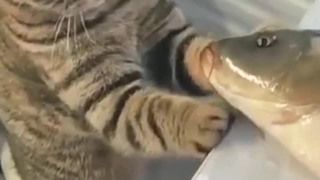 Cat and Fish 🐱🧡🐬Romantic😘Kiss Video💕 Funny With Animals👍