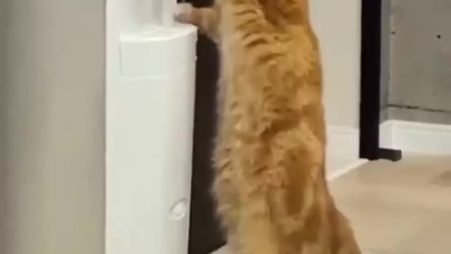 Intelligent cute cat,