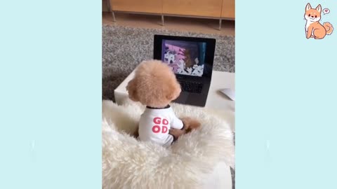 Dogs funny moments Tiktok