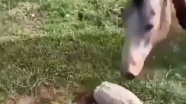 I don't believe what I saw, what was that scare?