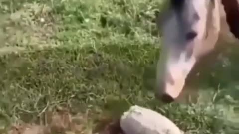 I don't believe what I saw, what was that scare?
