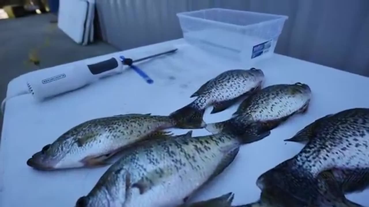 CRAPPIE ON STUMPS! Catch & Cook NEW Recipe Mix!