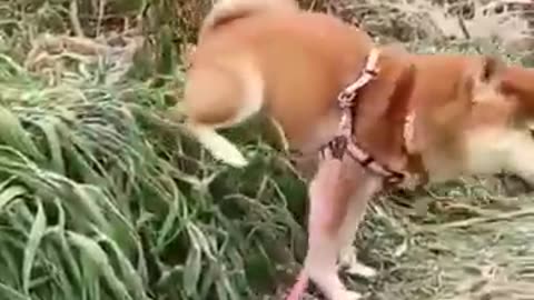 Animal funny video.