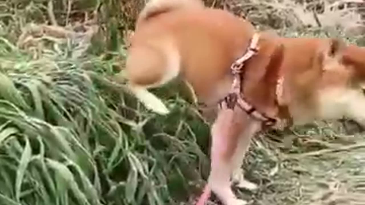 Animal funny video.