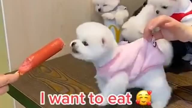 leave me I am hungry cute dog videos