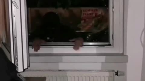 Watching and laughing and regretting the moment he climbed out the window