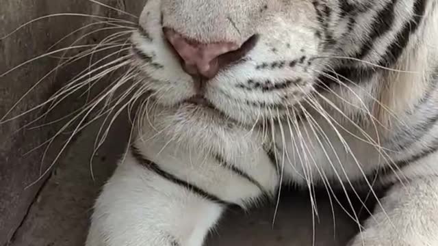 Lovely white tiger, big blue eyes!