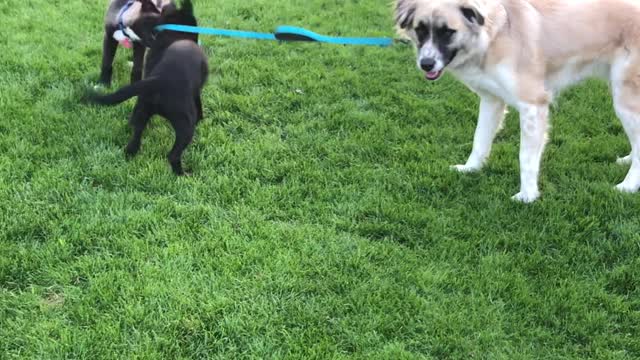 Puppies Try to Take Their Friend for a Walk