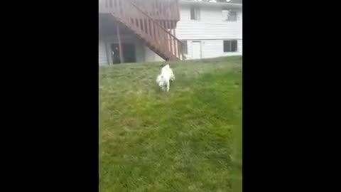 Dogs mix funny videos 😂😂