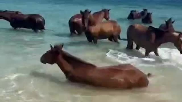 A herd of horses are bathing by the sea