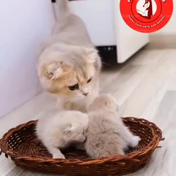 😻😹"🐾 Feline Family Reunion: Brave Mama Cat's Journey to Safety with Her Kittens 🐱💕😻"
