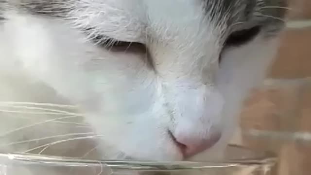 Slow Motion Drinking Water Cat