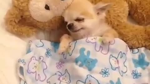 Puppy had a wonderful sleep.